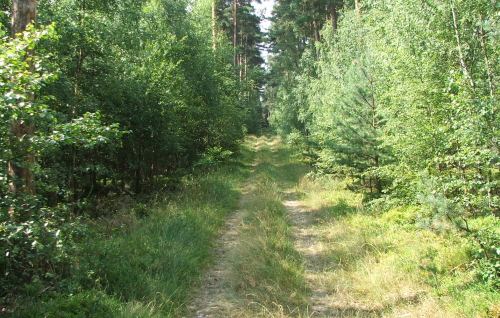 Image Image